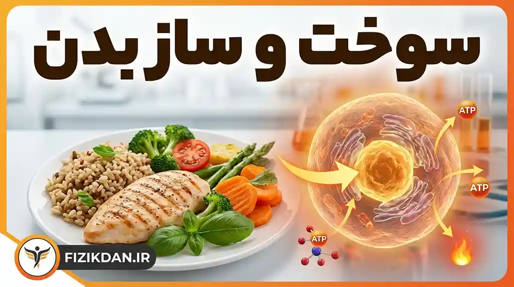 سوخت و ساز بدن